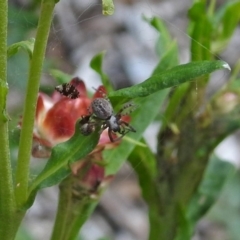 Badumna sp. (genus) at Acton, ACT - 8 Feb 2019 11:27 AM