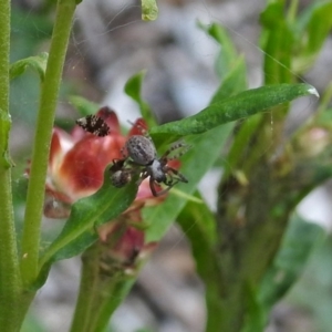 Badumna sp. (genus) at Acton, ACT - 8 Feb 2019 11:27 AM