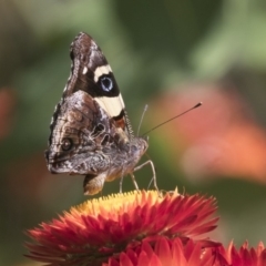 Vanessa itea (Yellow Admiral) at Acton, ACT - 7 Feb 2019 by AlisonMilton