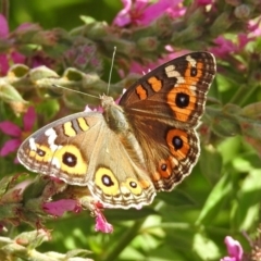 Junonia villida (Meadow Argus) at Acton, ACT - 7 Feb 2019 by RodDeb