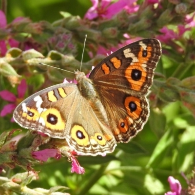 Junonia villida (Meadow Argus) at Acton, ACT - 7 Feb 2019 by RodDeb