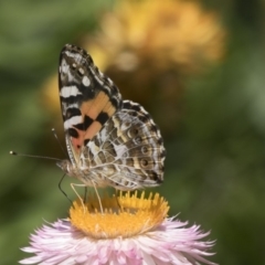 Vanessa kershawi (Australian Painted Lady) at Acton, ACT - 8 Feb 2019 by AlisonMilton