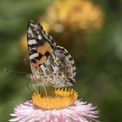 Vanessa kershawi (Australian Painted Lady) at Acton, ACT - 8 Feb 2019 by AlisonMilton