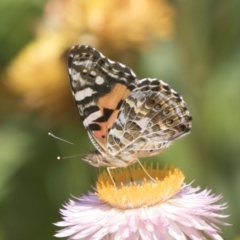 Vanessa kershawi at Acton, ACT - 8 Feb 2019