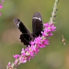 Papilio aegeus (Orchard Swallowtail, Large Citrus Butterfly) at Acton, ACT - 7 Feb 2019 by RodDeb