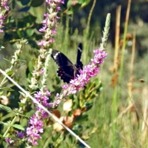 Papilio aegeus at Acton, ACT - 8 Feb 2019