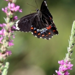 Papilio aegeus at Acton, ACT - 8 Feb 2019