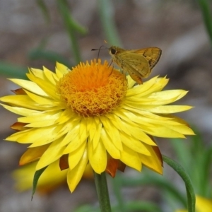 Ocybadistes walkeri at Acton, ACT - 8 Feb 2019 12:24 PM