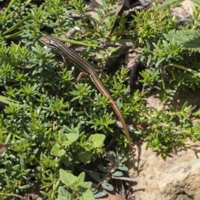 Ctenotus taeniolatus (Copper-tailed Skink) at Acton, ACT - 8 Feb 2019 by AlisonMilton