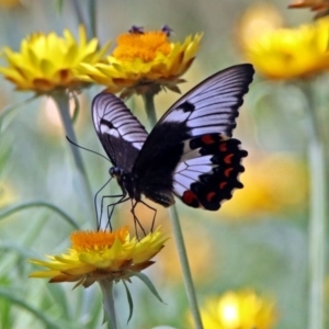 Papilio aegeus at Acton, ACT - 8 Feb 2019 11:11 AM