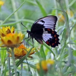 Papilio aegeus at Acton, ACT - 8 Feb 2019 11:11 AM