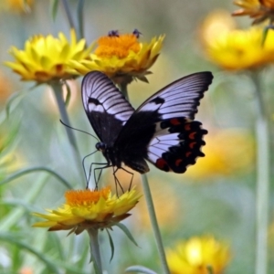 Papilio aegeus at Acton, ACT - 8 Feb 2019 11:11 AM