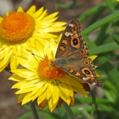 Junonia villida (Meadow Argus) at Acton, ACT - 8 Feb 2019 by RodDeb