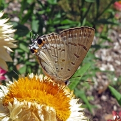 Jalmenus ictinus (Stencilled Hairstreak) at Acton, ACT - 8 Feb 2019 by RodDeb