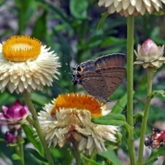 Jalmenus ictinus at Acton, ACT - 8 Feb 2019