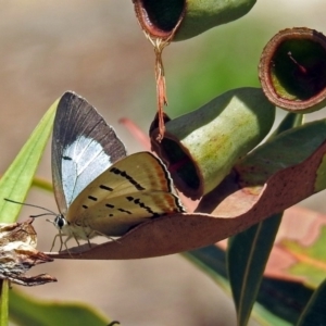 Jalmenus evagoras at Acton, ACT - 8 Feb 2019 11:47 AM