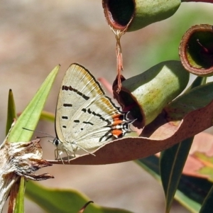 Jalmenus evagoras at Acton, ACT - 8 Feb 2019 11:47 AM