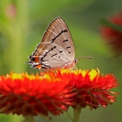 Jalmenus evagoras at Acton, ACT - 8 Feb 2019 11:47 AM