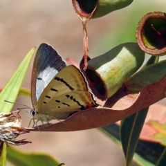 Jalmenus evagoras at Acton, ACT - 8 Feb 2019 11:47 AM