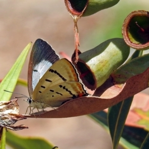 Jalmenus evagoras at Acton, ACT - 8 Feb 2019 11:47 AM