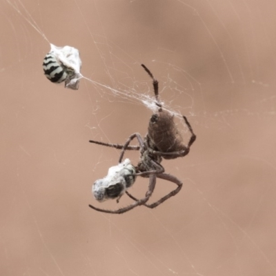 Socca pustulosa (Knobbled Orbweaver) at Hackett, ACT - 8 Feb 2019 by AlisonMilton