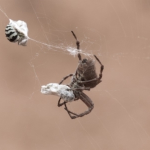 Socca pustulosa at Hackett, ACT - 8 Feb 2019 12:59 PM