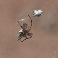 Socca pustulosa at Hackett, ACT - 8 Feb 2019 12:59 PM