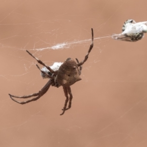 Socca pustulosa at Hackett, ACT - 8 Feb 2019 12:59 PM