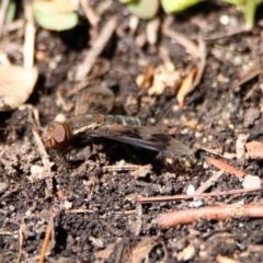 Balaana sp. (genus) (Bee Fly) at Acton, ACT - 7 Feb 2019 by RodDeb