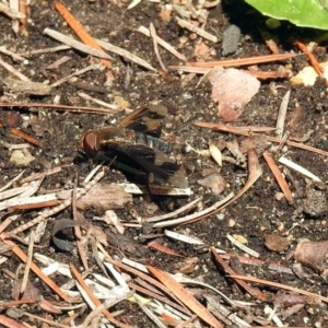 Balaana sp. (genus) at Acton, ACT - 8 Feb 2019