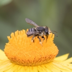 Pseudoanthidium (Immanthidium) repetitum (African carder bee, Megachild bee) at Acton, ACT - 8 Feb 2019 by Alison Milton