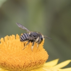 Pseudoanthidium (Immanthidium) repetitum at Acton, ACT - 8 Feb 2019 01:16 PM