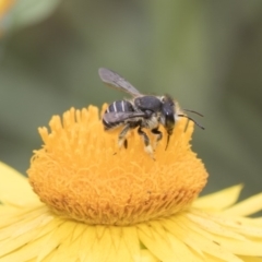 Pseudoanthidium (Immanthidium) repetitum at Acton, ACT - 8 Feb 2019 01:16 PM