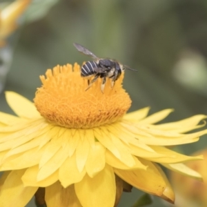 Pseudoanthidium (Immanthidium) repetitum at Acton, ACT - 8 Feb 2019 01:16 PM