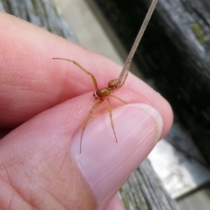 Deliochus pulcher at Acton, ACT - 8 Feb 2019 12:15 PM