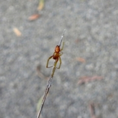 Deliochus pulcher at Acton, ACT - 8 Feb 2019 12:15 PM