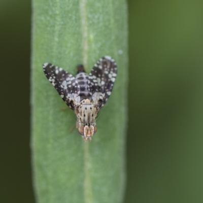 Tephritidae sp. (family) (Unidentified Fruit or Seed fly) at Acton, ACT - 8 Feb 2019 by AlisonMilton