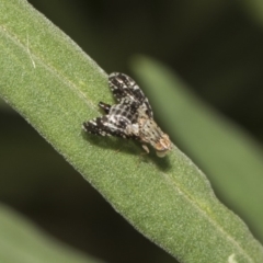 Tephritidae sp. (family) at Acton, ACT - 8 Feb 2019 01:19 PM