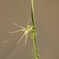 Pisauridae (family) (Water spider) at Dunlop, ACT - 2 Jan 2019 by AlisonMilton