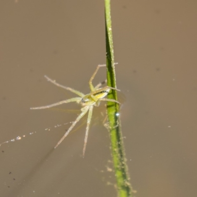 Pisauridae (family) (Water spider) at The Pinnacle - 1 Jan 2019 by Alison Milton