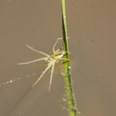 Pisauridae (family) (Water spider) at The Pinnacle - 2 Jan 2019 by AlisonMilton