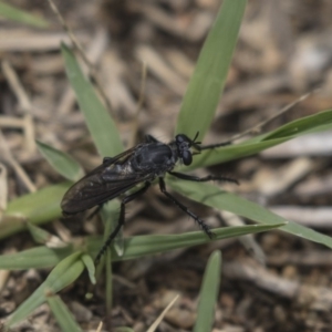 Apothechyla sp. (genus) at Fyshwick, ACT - 16 Dec 2018