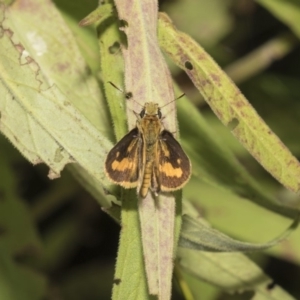 Ocybadistes walkeri at Acton, ACT - 8 Feb 2019 08:20 AM