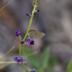 Zizina otis (Common Grass-Blue) at Dunlop, ACT - 20 Dec 2018 by Alison Milton