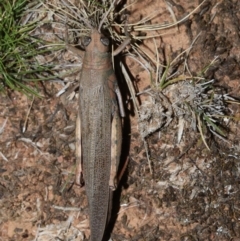 Pardillana limbata (Common Pardillana) at Majura, ACT - 2 Feb 2019 by jb2602