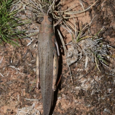 Pardillana limbata (Common Pardillana) at Mount Ainslie - 2 Feb 2019 by jb2602