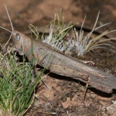 Pardillana limbata at Majura, ACT - 2 Feb 2019