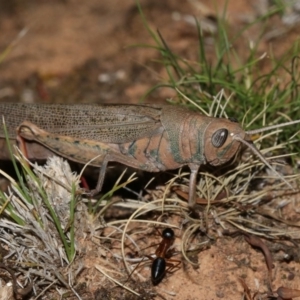 Pardillana limbata at Majura, ACT - 2 Feb 2019