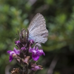 Zizina otis (Common Grass-Blue) at Acton, ACT - 8 Feb 2019 by Alison Milton