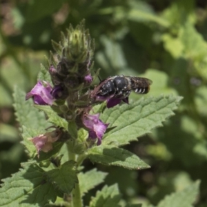 Megachile sp. (several subgenera) at Acton, ACT - 8 Feb 2019